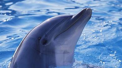 Dorsey Search Dolphins